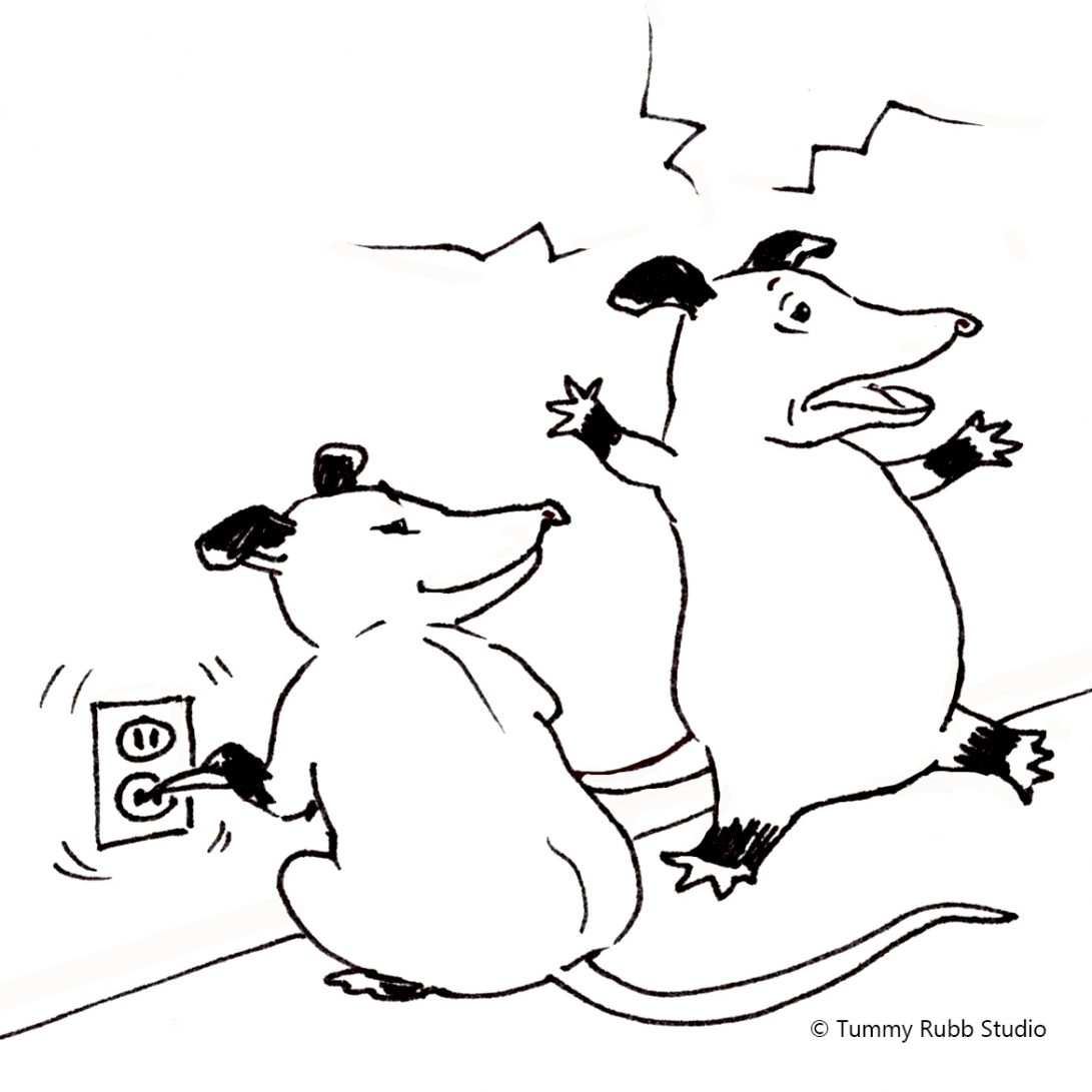 Possum electrocuted
