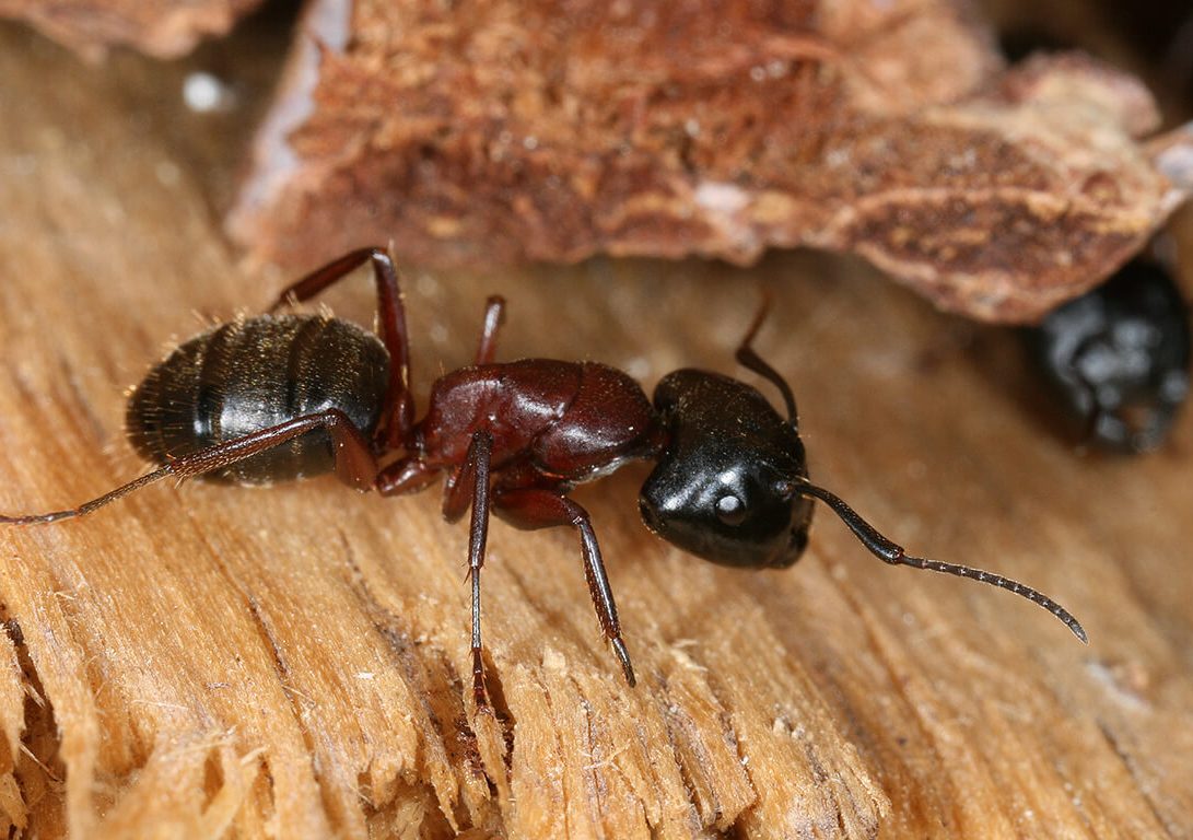Common Wood-Destroying Insects: Beyond Termites